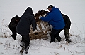 Elk_zima_2012_069