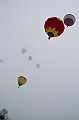 Elk_zima_2012_102