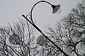 Elk_zima_2012_110