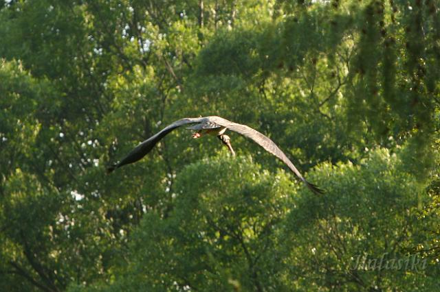 IMG_7165.JPG - Czarny bocian