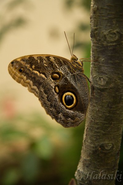 IMG_6201.jpg - Caligo martia.Motylarnia.