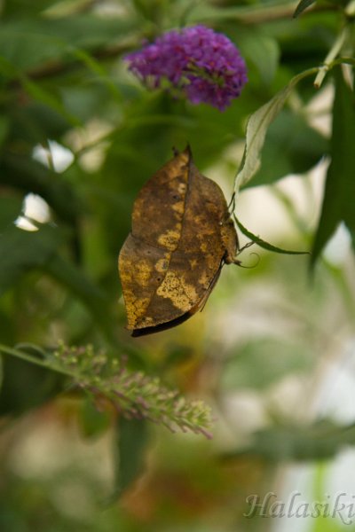 IMG_6206.jpg - Doleshalia bisaltide.