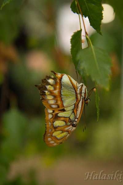 IMG_6217.jpg - ...