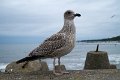 IMG_6274